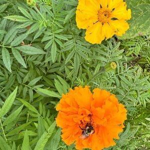 🔥🔥Marigold African Crackerjack Seed Packets